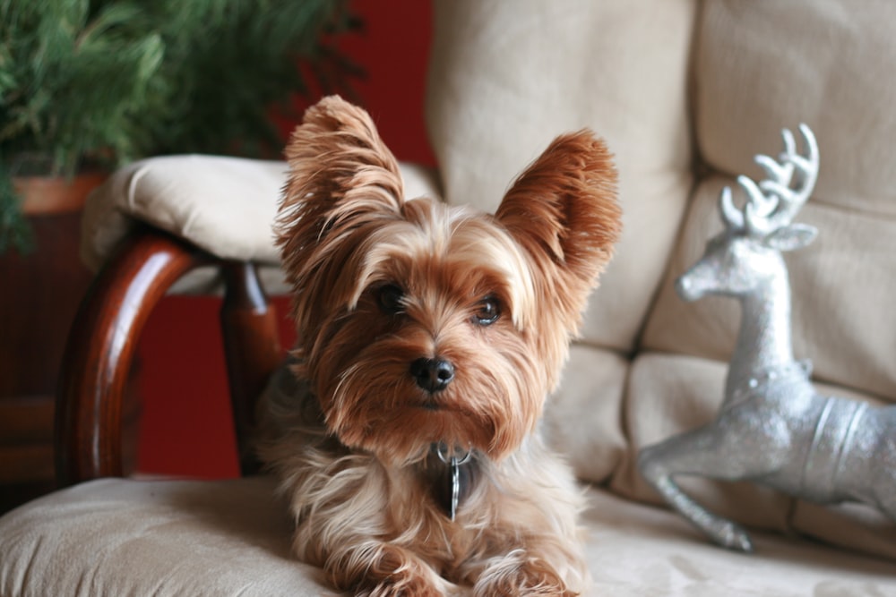 brown medium coated small dog proning on sofa