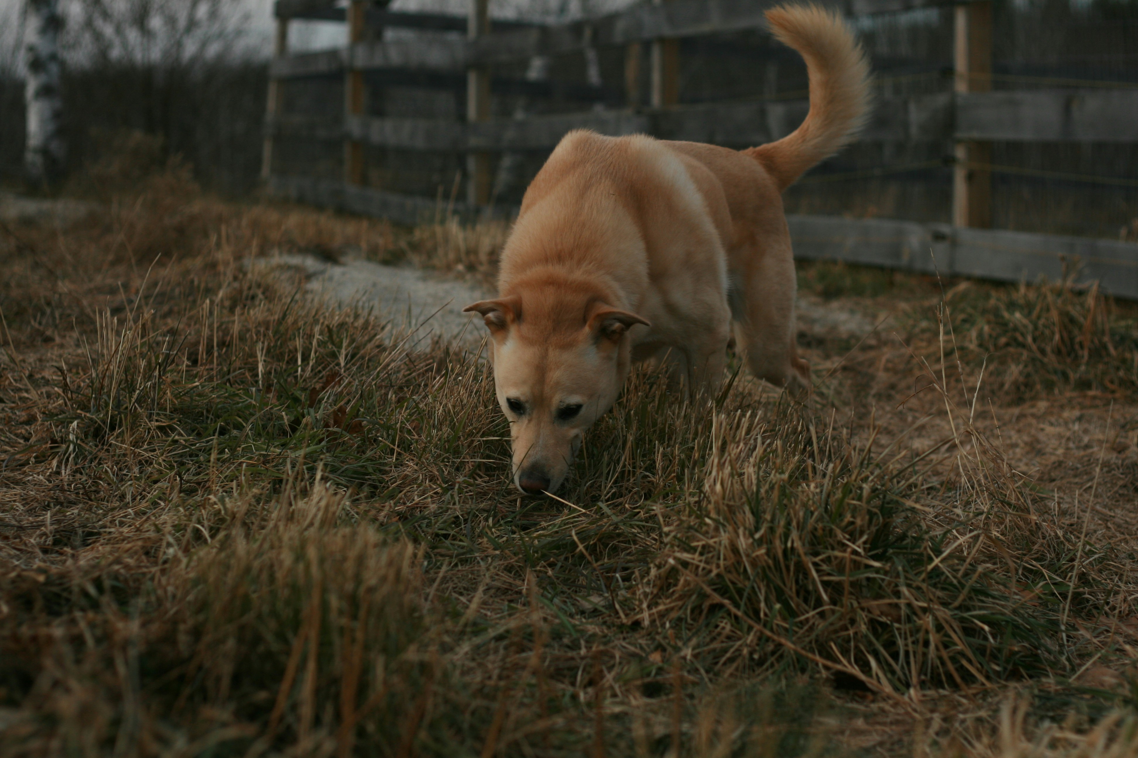 Book Your K9 Session