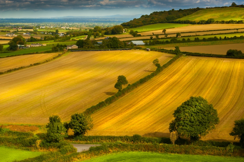 brown field with trees under blue skies