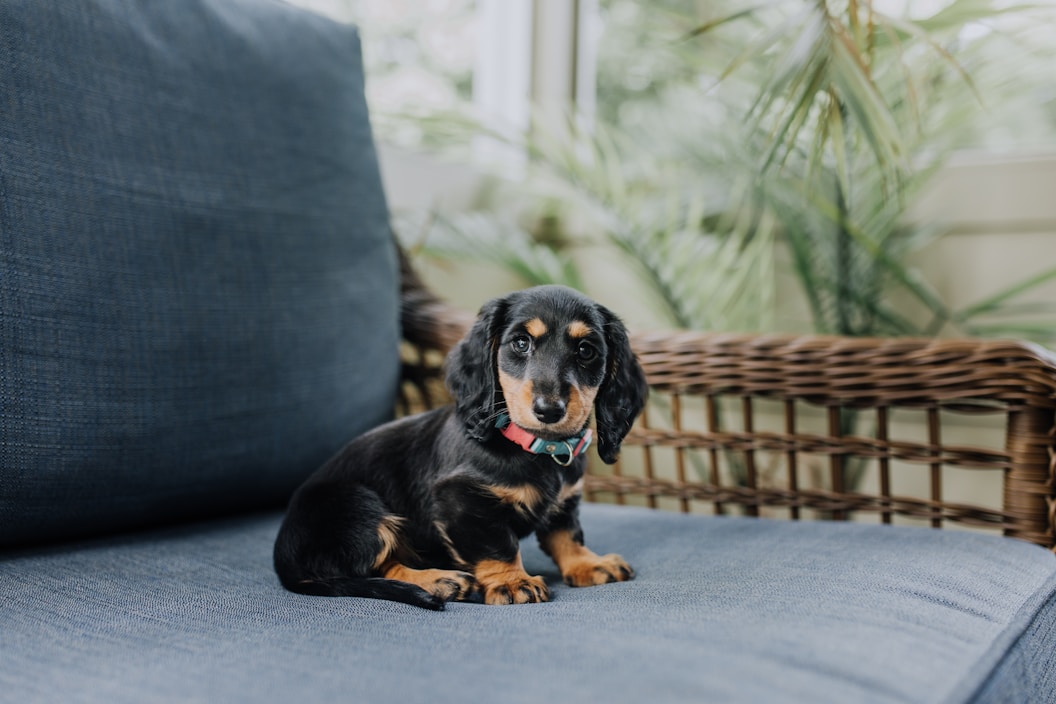 black and tan puppy sitting on gray fabric chair