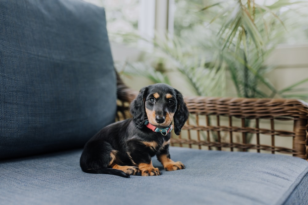 black and tan puppy sitting on gray fabric chair