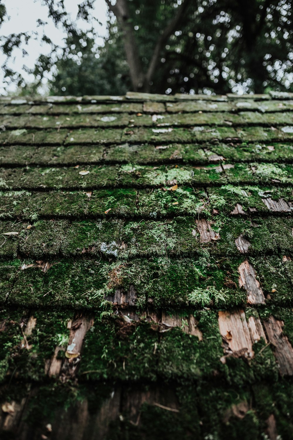 moss growing on the roof of a building