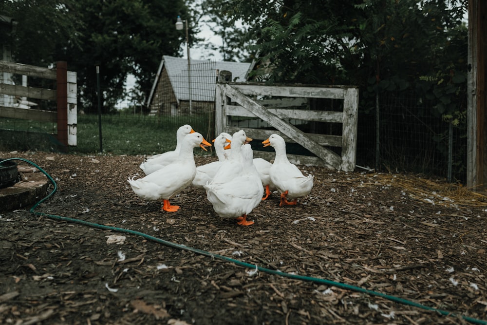 flock of white ducks on brown soil