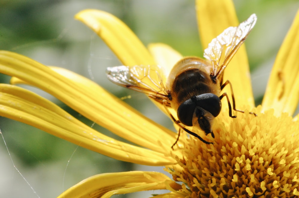 black and yellow bee on yellow flower