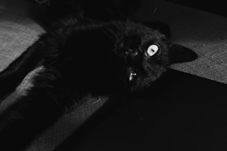 A black cat lying on its back with bright, reflective eyes. The background is a mix of textured surfaces and shadows, providing a dramatic and mysterious ambiance.