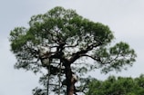 A person wearing work clothes is tending to a large tree, standing on a ladder to reach the higher branches. The tree has a thick trunk with lush green foliage extending outward. The person appears to be working on trimming or maintaining the tree.