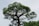 A person wearing work clothes is tending to a large tree, standing on a ladder to reach the higher branches. The tree has a thick trunk with lush green foliage extending outward. The person appears to be working on trimming or maintaining the tree.