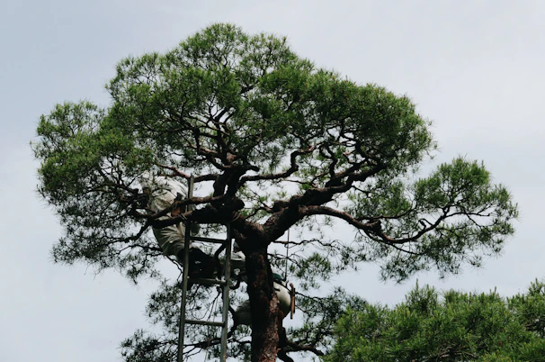 Tout types d'arbres, région du Grand Est 