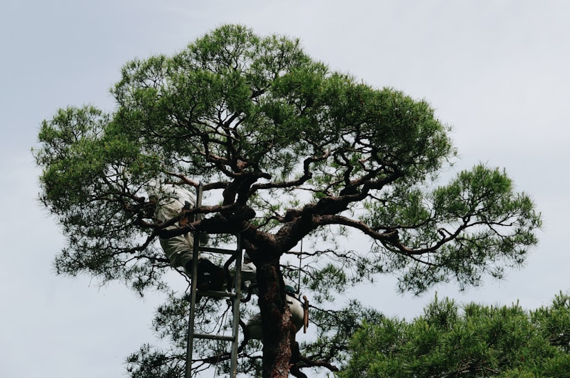 A skilled arborist carefully trimming a large oak tree on a sunny day.