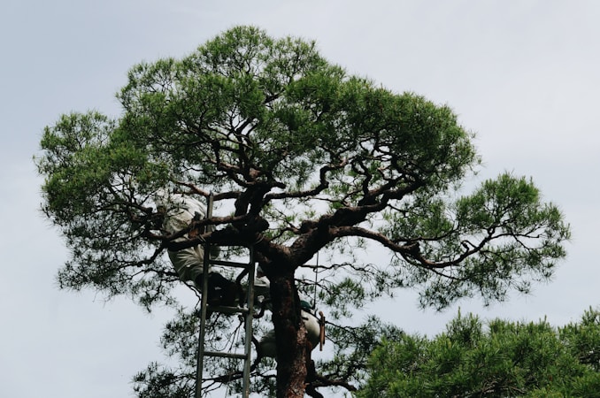 A person wearing work clothes is tending to a large tree, standing on a ladder to reach the higher branches. The tree has a thick trunk with lush green foliage extending outward. The person appears to be working on trimming or maintaining the tree.