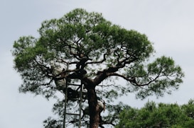 A person wearing work clothes is tending to a large tree, standing on a ladder to reach the higher branches. The tree has a thick trunk with lush green foliage extending outward. The person appears to be working on trimming or maintaining the tree.