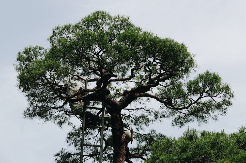 person climbing on green tree near ladder