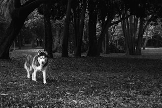 Toro, the husky, standing strong in shadowed urban surroundings with high contrast lighting.