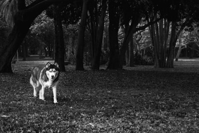 Toro, the husky, standing strong in shadowed urban surroundings with high contrast lighting.
