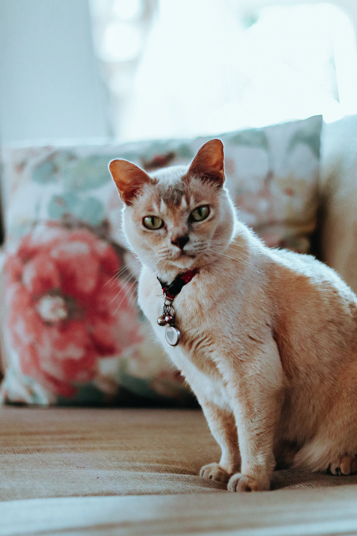 Beige Katze auf einem Sofa in einem hellen Wohnraum