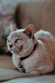 Close-up of a minimalist Lumipaw pet collar resting on a clean wooden surface.