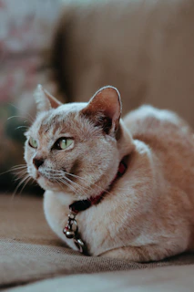 Close-up of a sleek cat collar from panyos pets line resting on a soft white blanket