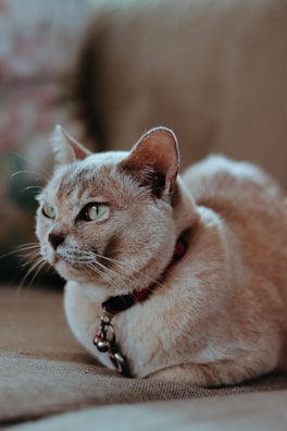 A playful cat gently pawing at its cushioned collar in a sunlit room.