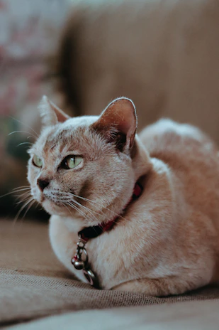 A cute cat lounging comfortably with a delicate, hand-stitched collar.