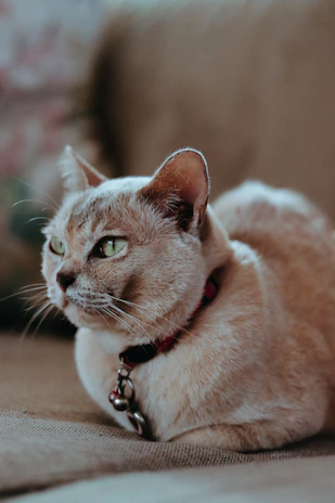 A close-up of a playful cat sporting a bright pink collar with a cute bow, relaxed indoors.