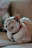 A sleek cat wearing a vibrant collar with a bow, lounging comfortably on a soft cushion.