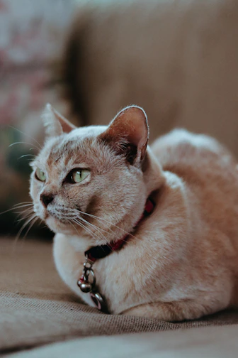 A cute cat lounging comfortably with a delicate, hand-stitched collar.