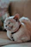 A sleek cat wearing a vibrant collar with a bow, lounging comfortably on a soft cushion.