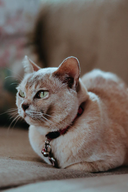 A stylish cat lounging gracefully with a delicate yellow and turquoise collar against a soft background