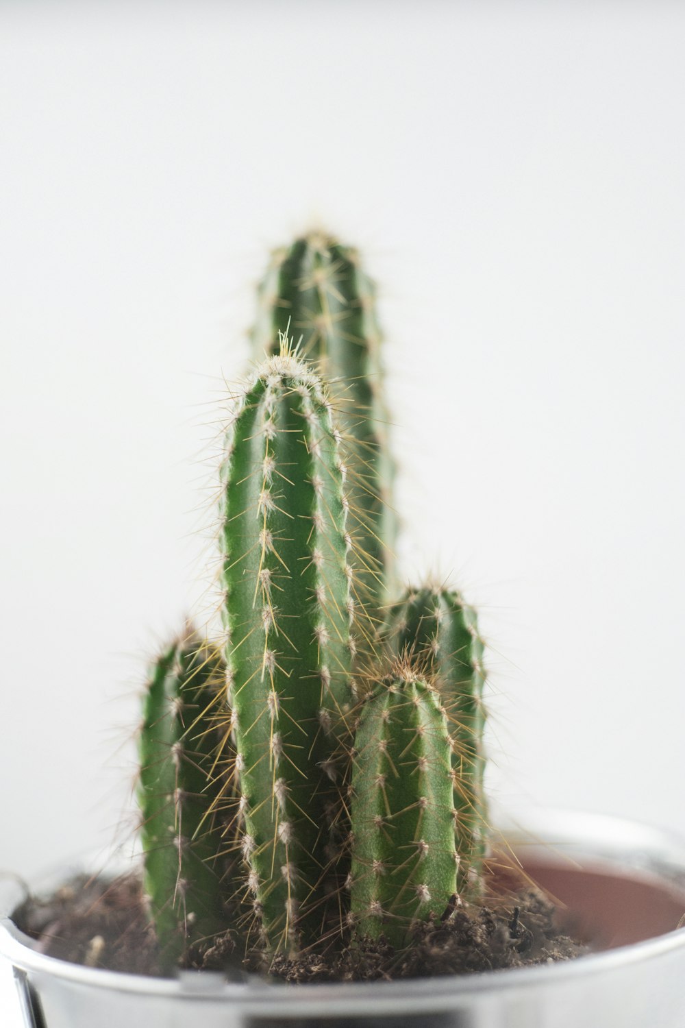green cactus plant on white pot