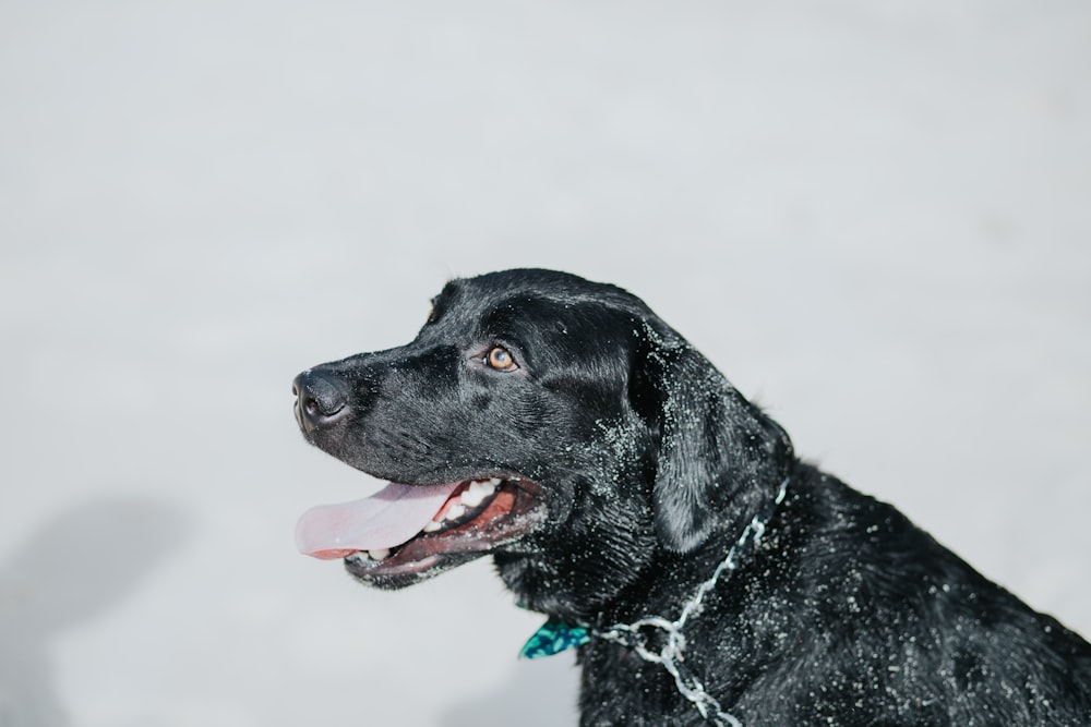 black Labrador retriever looking side