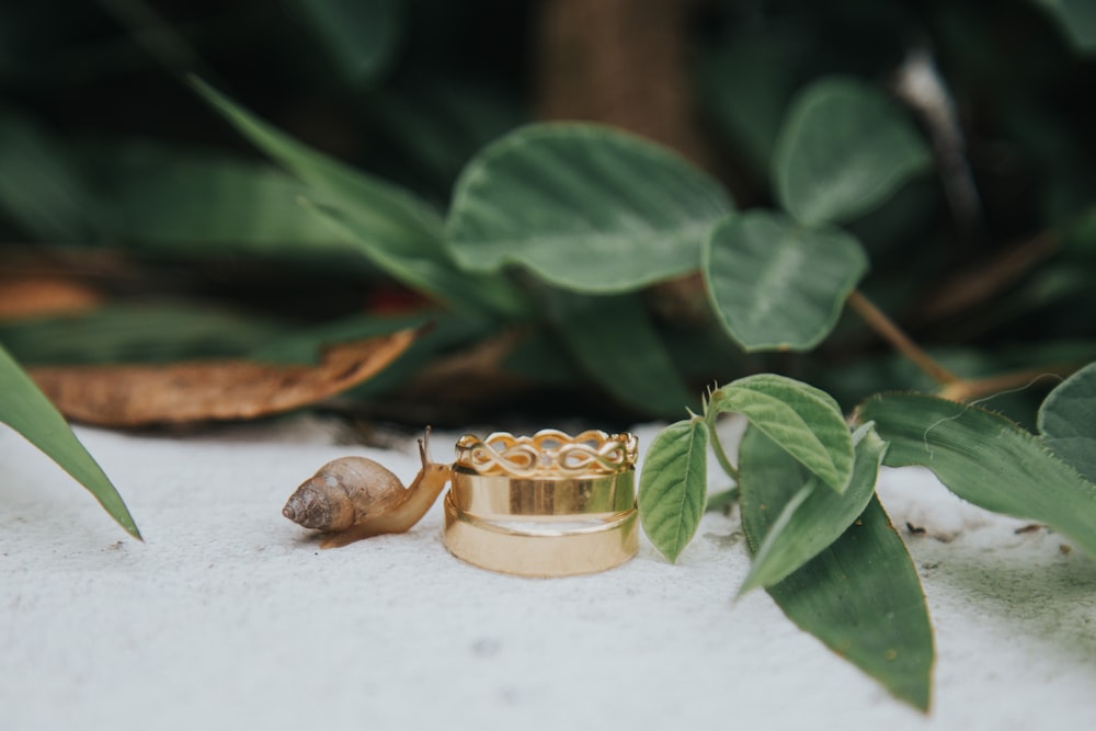 gold-colored ring near brown snail