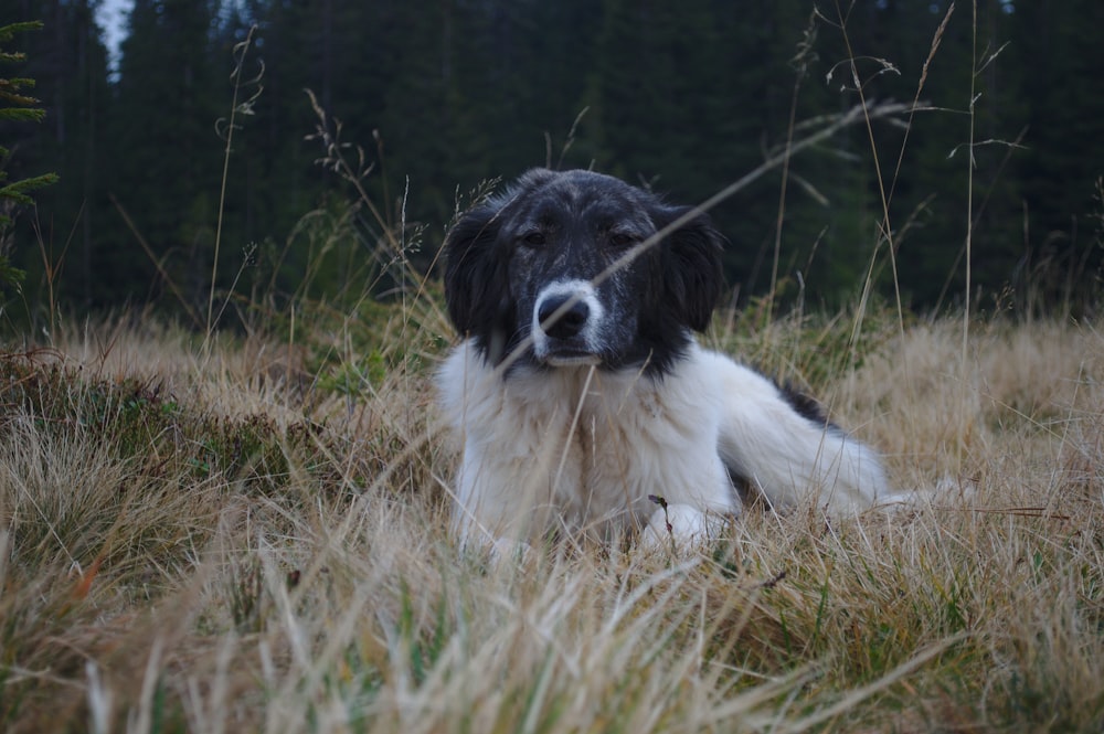 long-coated black and white dog lying on brown grass in close-up photography