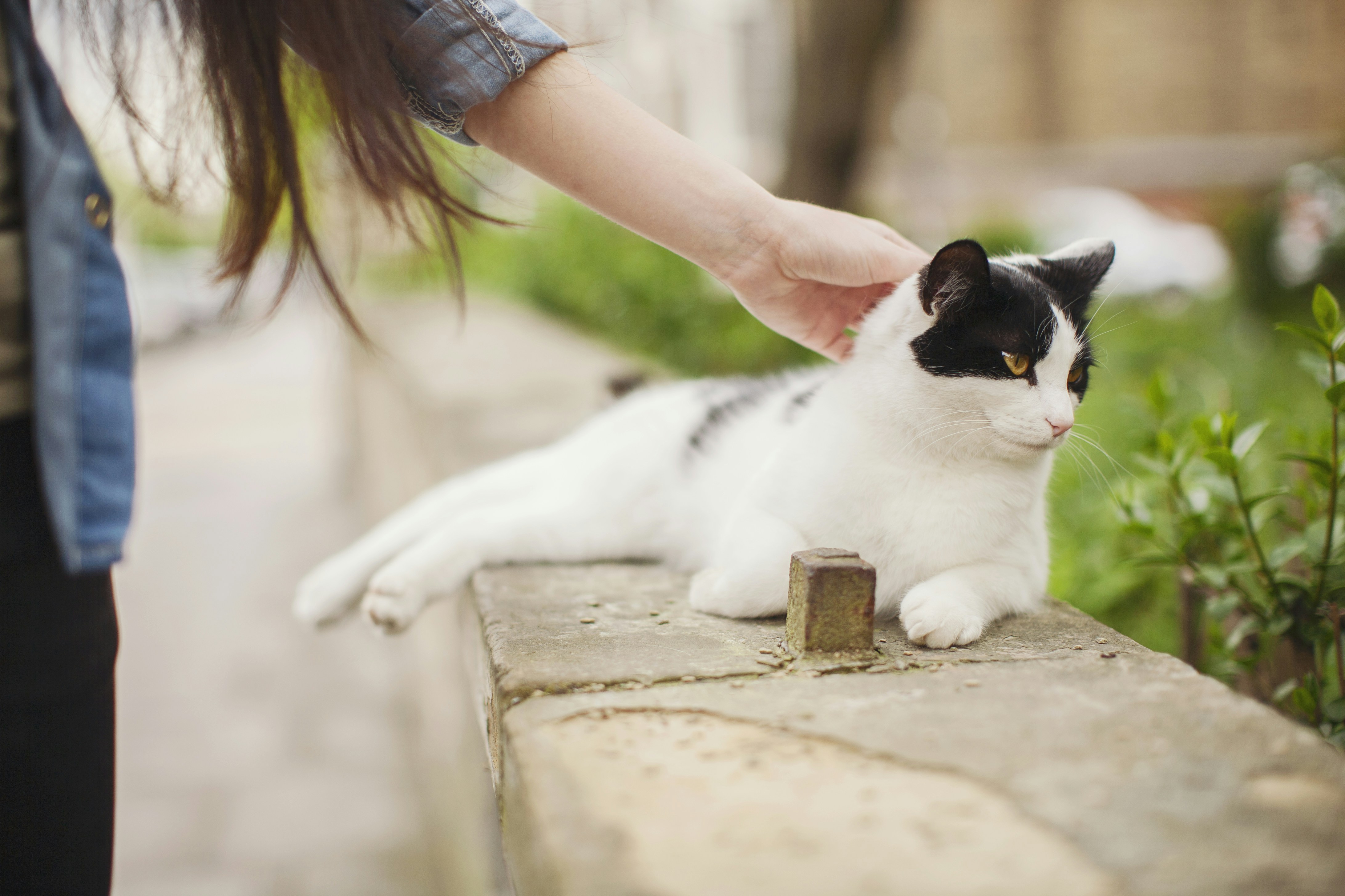 white cat lying on concrete bench while holding of woman