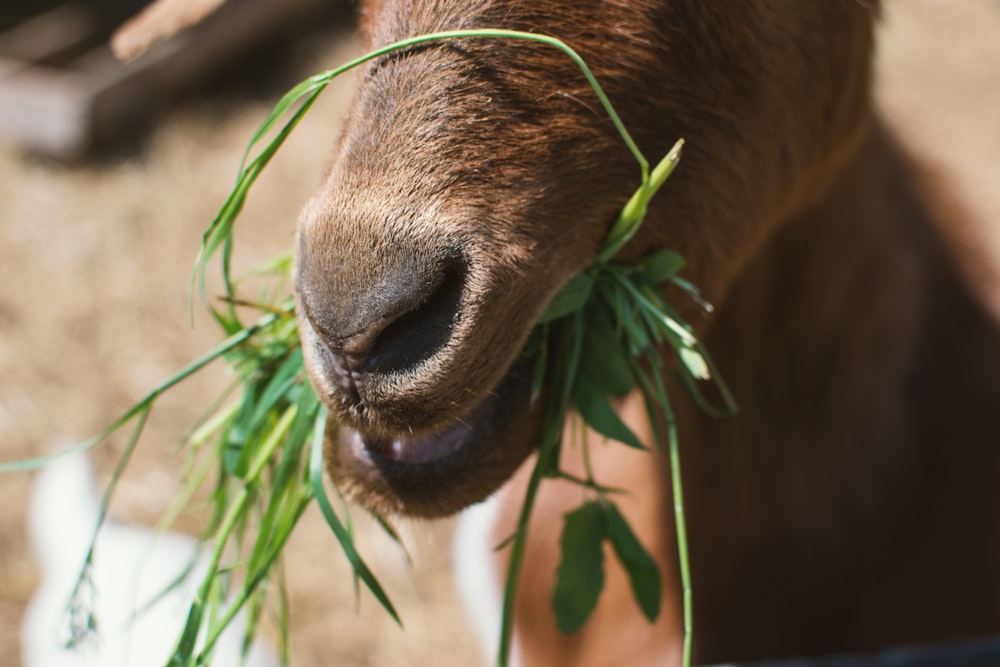 chèvre brune mâchant des herbes vertes