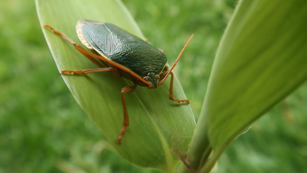 葉の上の黒いカブトムシ