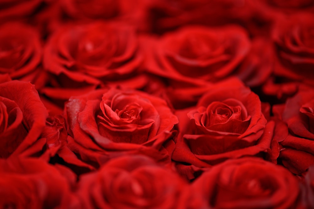 咲き誇る赤いバラ