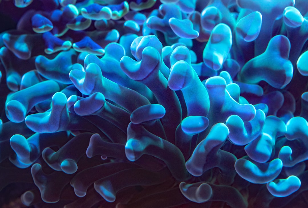 A macro photo of the waving tentacles of a blue bioluminescent coral. These corals usually live in deeper waters, and glow of their own accord.