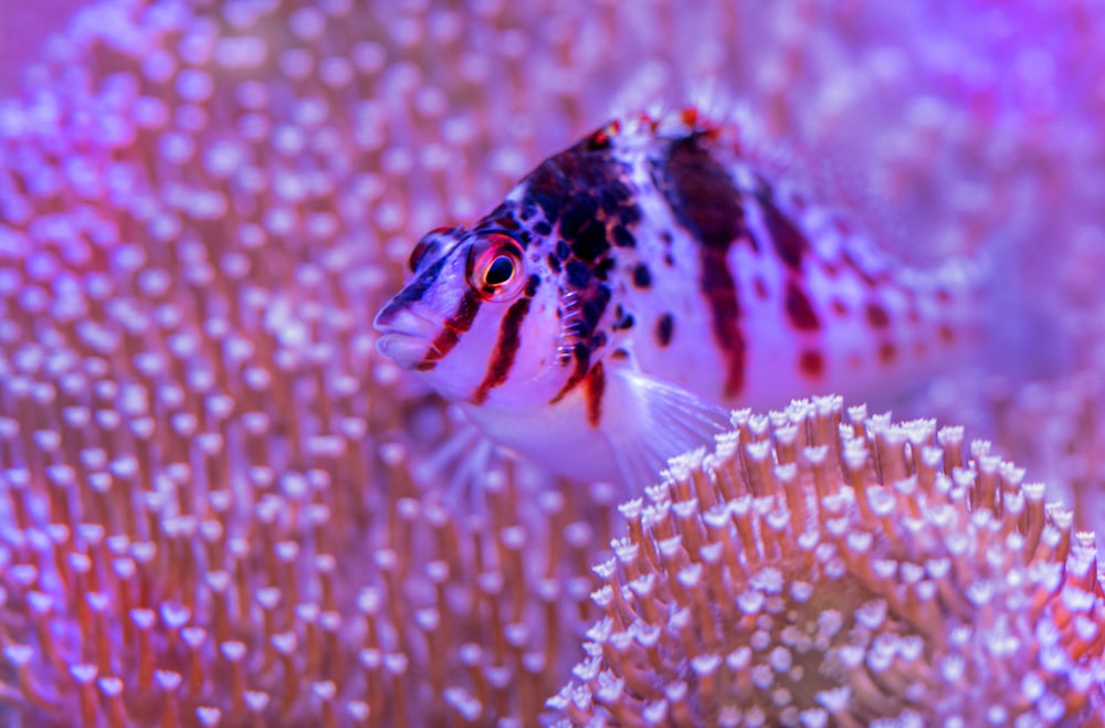 fotografia em close-up de peixes pretos e brancos