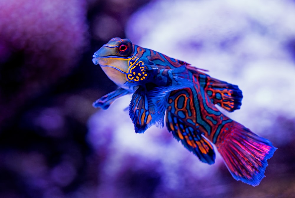 blue madarin fish