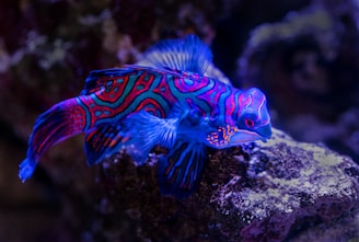 blue and red fish on top of brown rock
