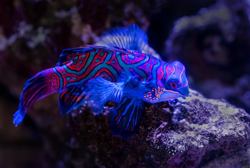 blue and red fish on top of brown rock
