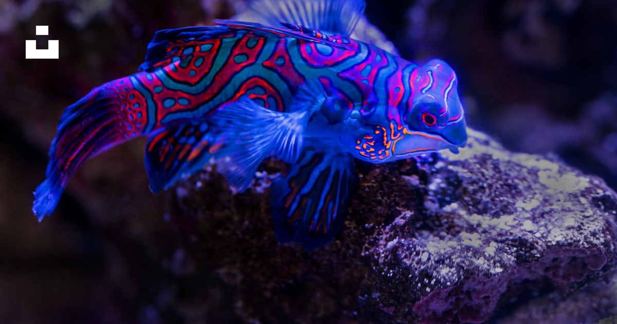 Poisson bleu et rouge au sommet d’un rocher brun photo – Image gratuite ...