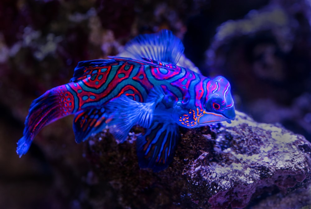 blue and red fish on top of brown rock