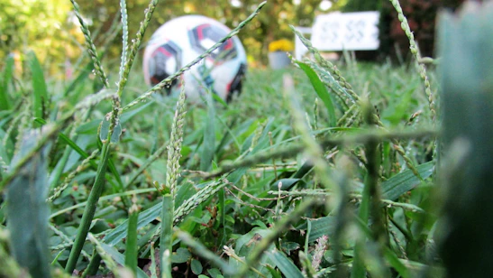 Close-up of a soccer ball rolling on lush green grass with players in the background ready to compete.