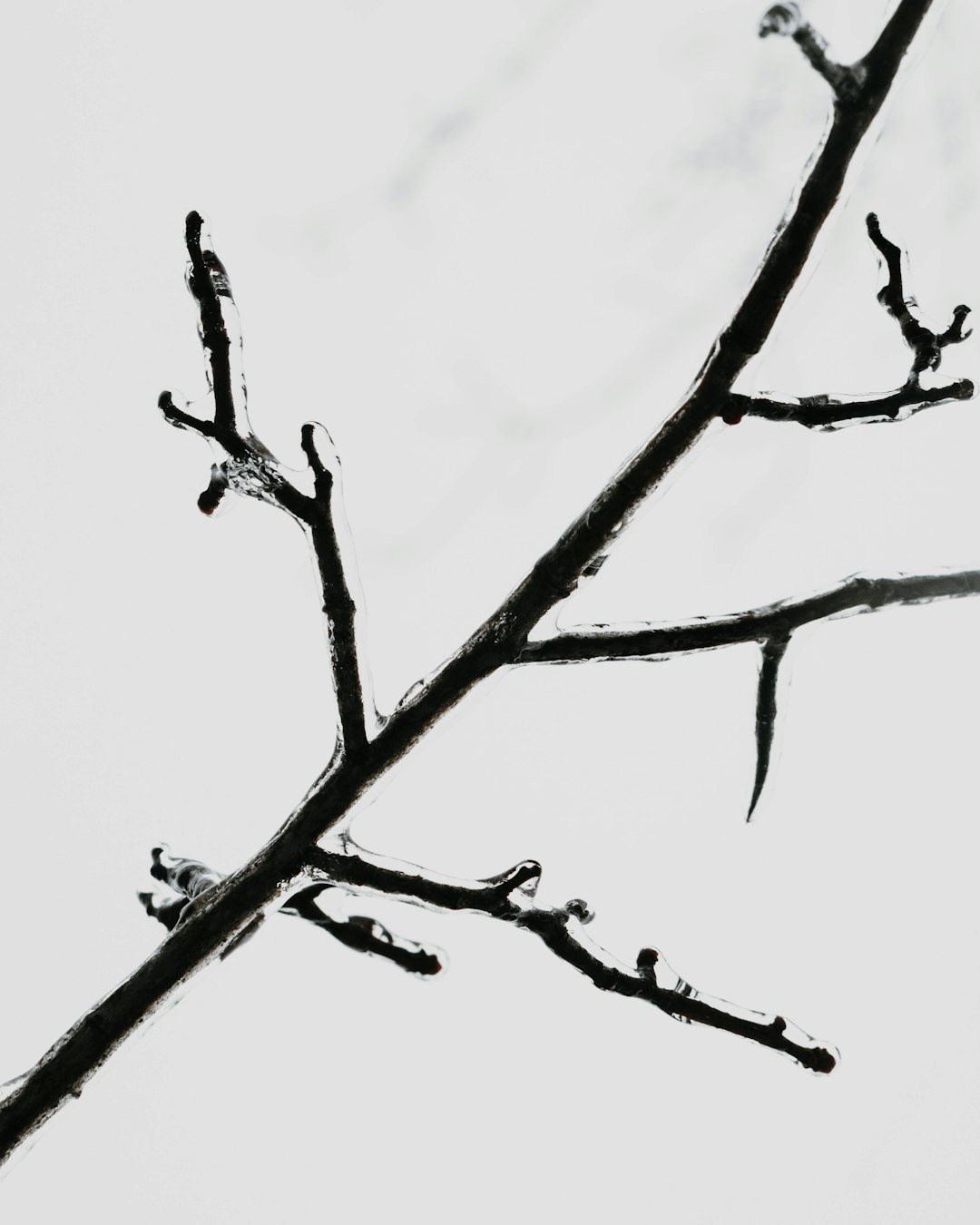 black tree stem
