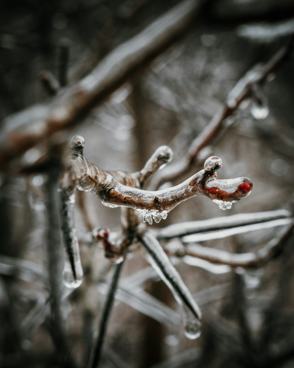 selective focus photography of tree branch