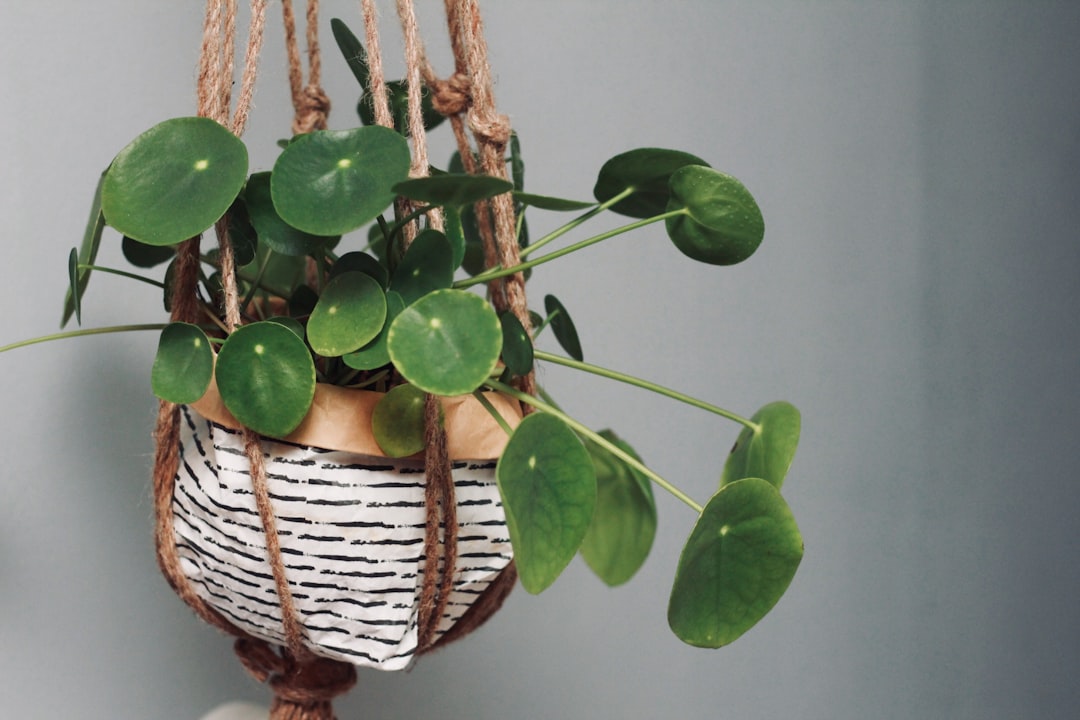 green round leaf plant hanged by the grey wall