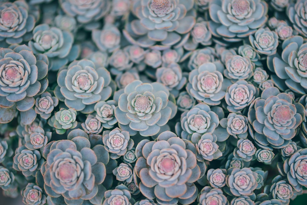 green succulents in bloom