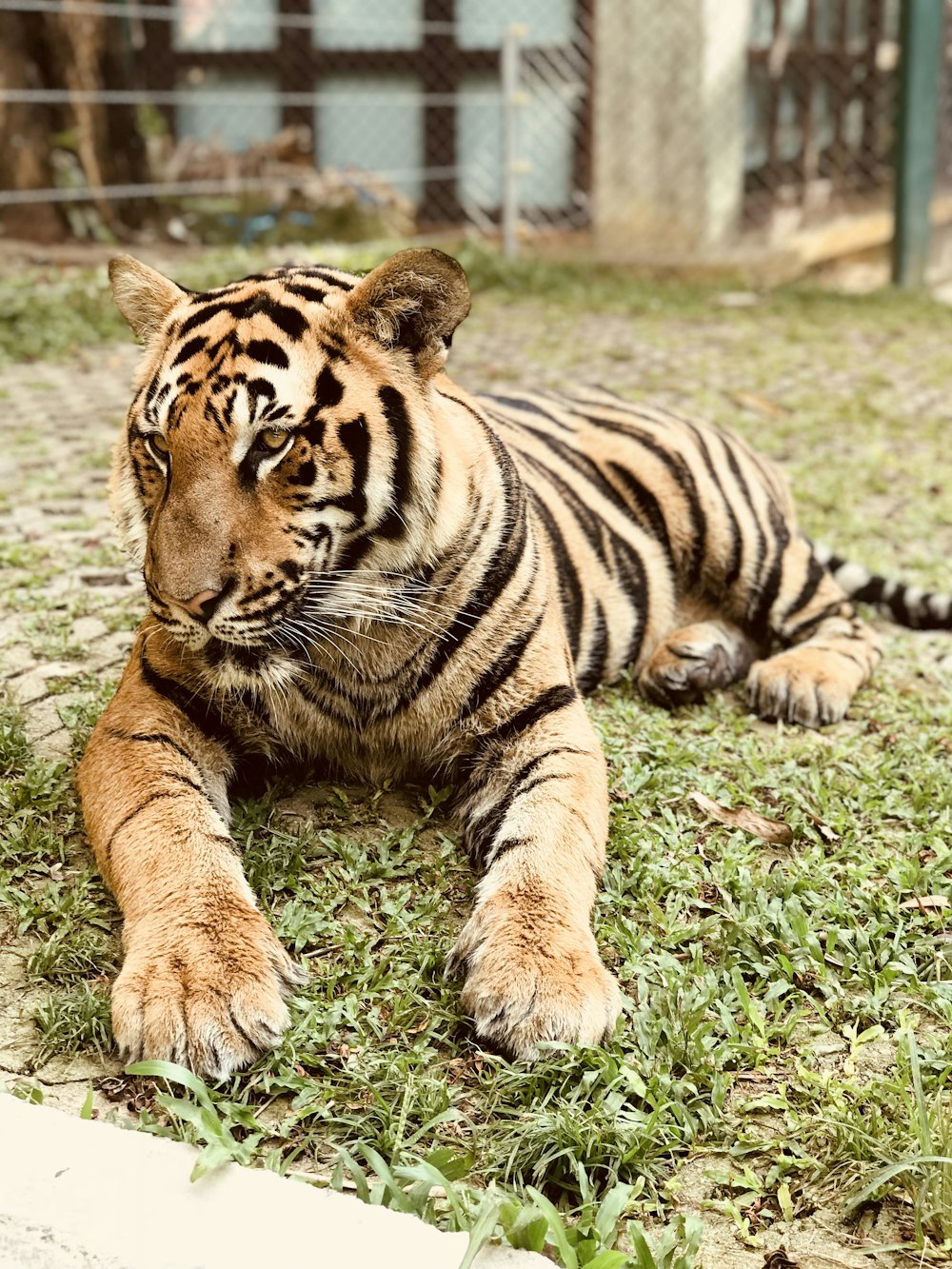 brown tiger on ground