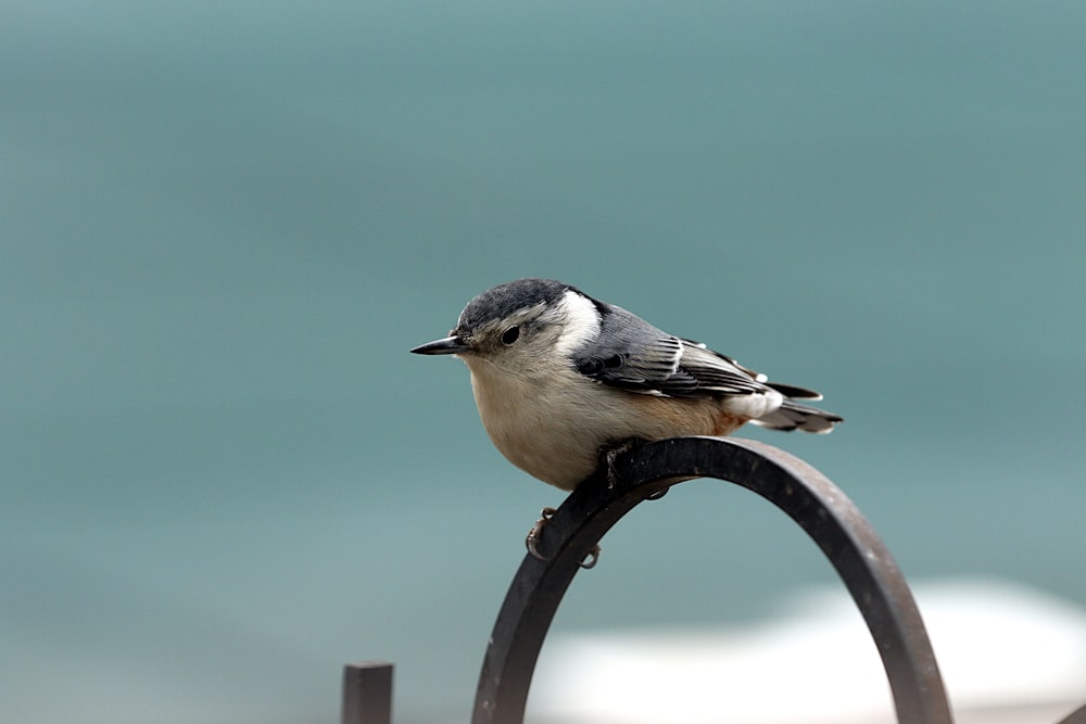 black and white bird perched on black metal bar